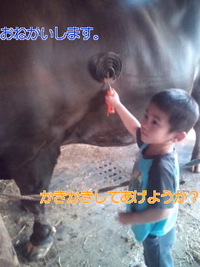 闘牛のお世話