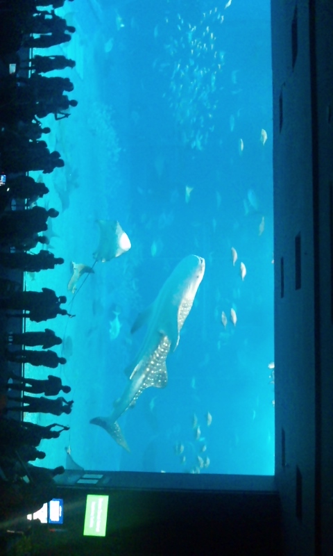 美ら海水族館１