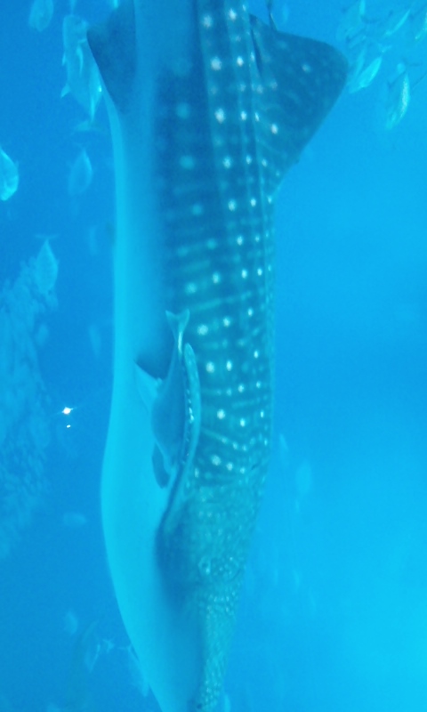 美ら海水族館１
