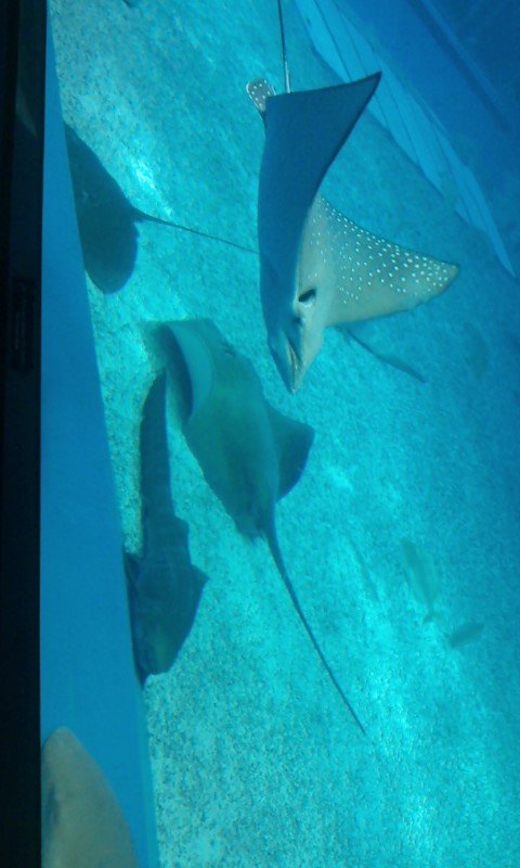 美ら海水族館１