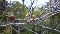 アーラ林道の寒緋桜（ちょっとだけ・・・） 2010/01/10 14:21:00