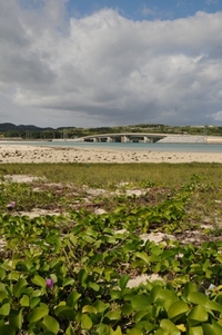 奥武橋 2009/11/09 20:24:00