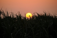 夕方の散歩