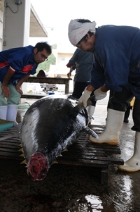 クロマグロ（方言：ウシシビ） 2009/05/29 19:21:00