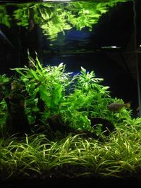 トウギョ
