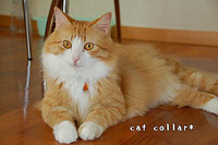 cat collar*のchaiteeです 2009/05/12 17:17:27
