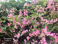 花 2009/11/17 10:26:00