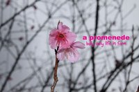 曇り空　咲く桜 2010/01/18 13:41:26