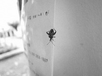 虫