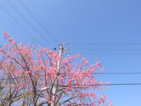 花。