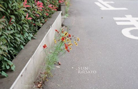 SUN。