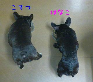しょくじちゅう