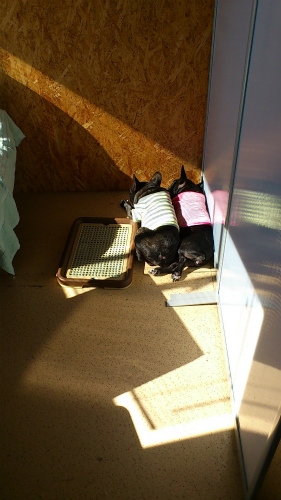 ひなたをさがして。。。
