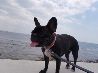 ちゃたんでさんぽ