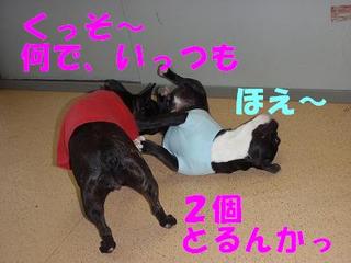 たたかい