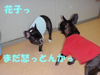 たたかい