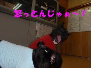 たたかい