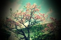 桜 2012/02/10 11:28:05