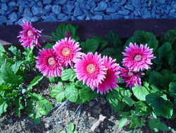 花が好きなんです