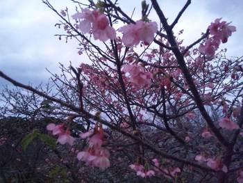 今帰仁グスクの桜