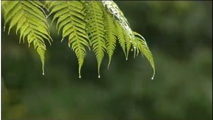 ウチナー紀聞　植物と暮らす