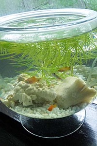 暑い日が続きますね。 2010/07/31 19:40:08