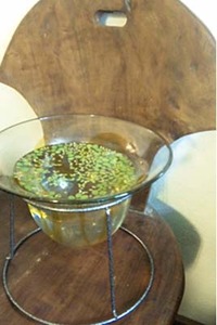 水草を浮かべて 2010/08/14 09:01:26