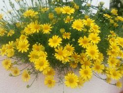 玄関先のお花