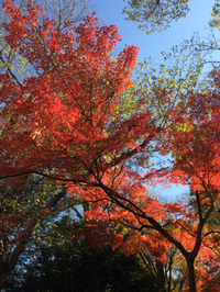 2015年12月20日