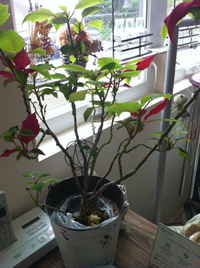 ただいまOPEN中♪ 2015/07/21 13:32:00