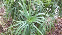クスノキの近くでアオスジアゲハの幼虫を発見