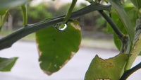 雨のあとの生き物たちシリーズ