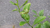 近所のシークワサーにアゲハの幼虫がいた！