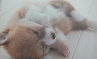 犬のノート買った！