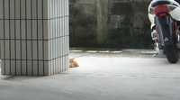 YOUは何しに渡嘉敷に？ゴマフアザラシちゃん