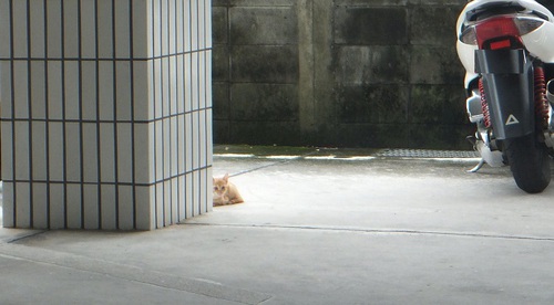 YOUは何しに渡嘉敷に？ゴマフアザラシちゃん