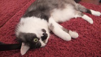 いぬのうた、ねこのうた♪