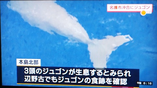 ジュゴン