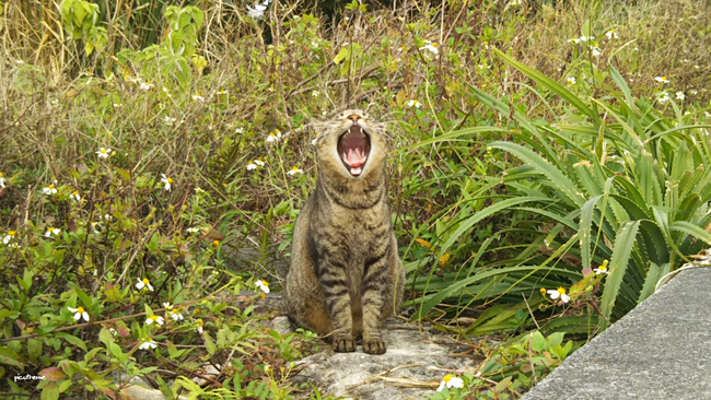 ふわわ～・・あくび。