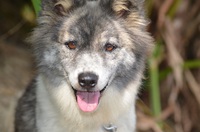 11月1日はワンワンワンで犬の日！