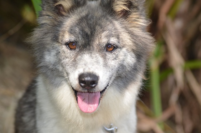 11月1日はワンワンワンで犬の日！