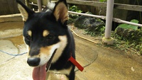 柴犬さわった～！
