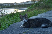 さくらねこと海