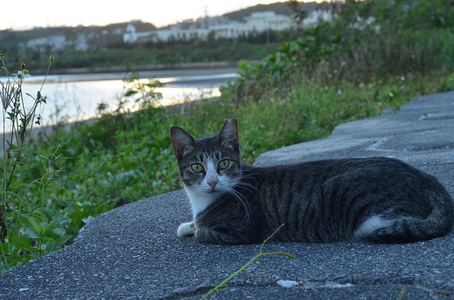 さくらねこと海