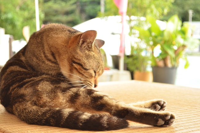 今日はネコ写真