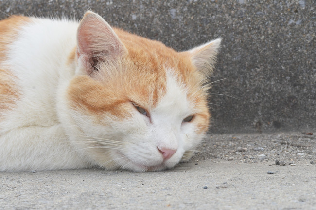 Sleeping 猫