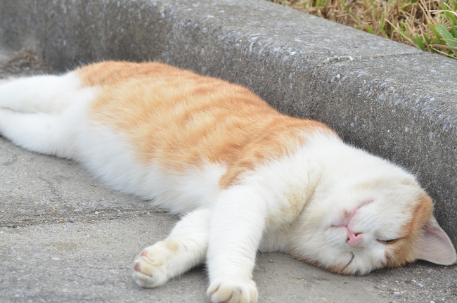 Sleeping 猫