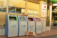 西日がまぶしー、ねこ at Lawson
