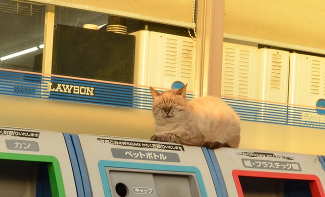 西日がまぶしー、ねこ at Lawson