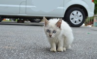 今日の夢☆コロコロ子猫たち